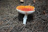 02 Amanita nascosta nel sottobosco